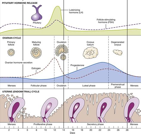 faza foliculara|What is the follicular phase of the menstrual cycle. How long